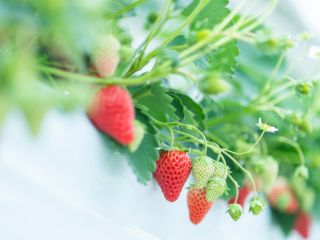 自分で収穫したいちごは格別の美味しさ!いちごの摘み方もコツがあるので、ぜひ説明書をお読みください♪