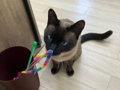 玩具で遊びたいネム君