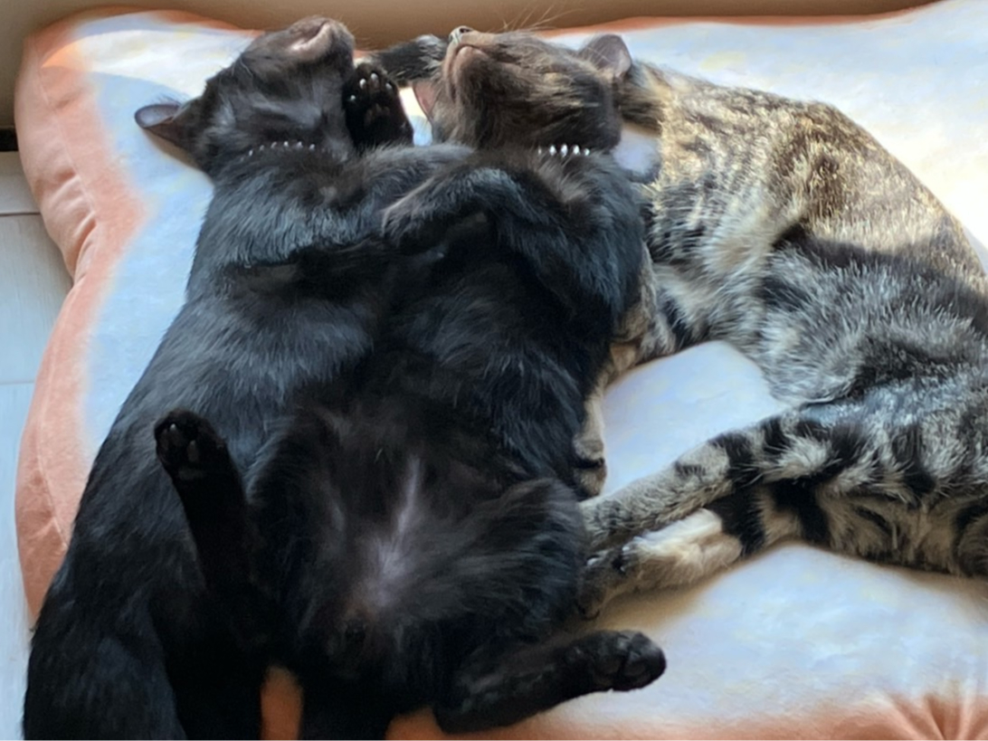 子猫のこんな姿が見られることも!?