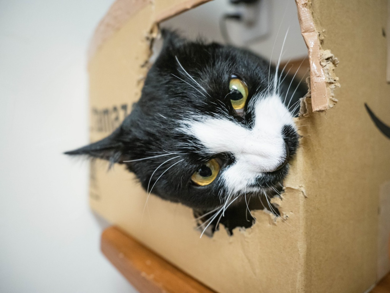 イタズラを頑張っています。