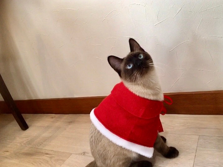 RXvƍDȂqBlNiCxĝʐ^