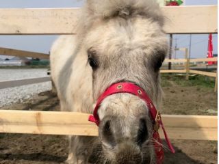 看板ミニチュアホースのベリー君です!