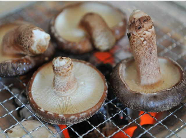 ���؂��������͖�����������Q�ɈႢ�܂��B