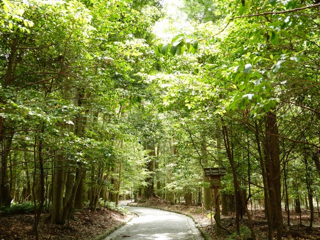 榊の生い茂る道