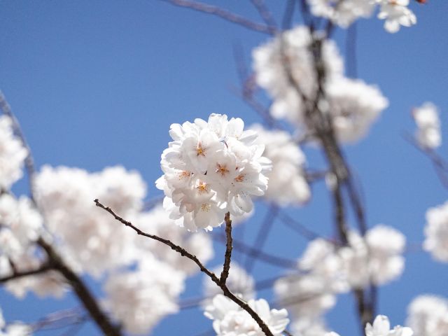 桜