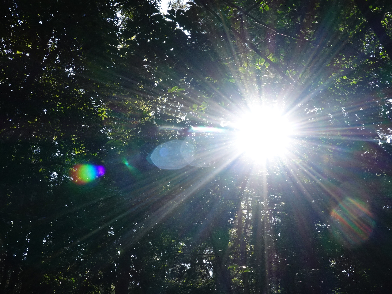 木漏れ日の中の散策