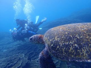 ウミガメとの出会いも高確率!