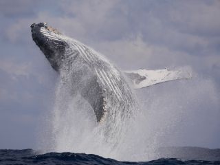 運が良ければ大迫力のブリーチングが目の前で!!