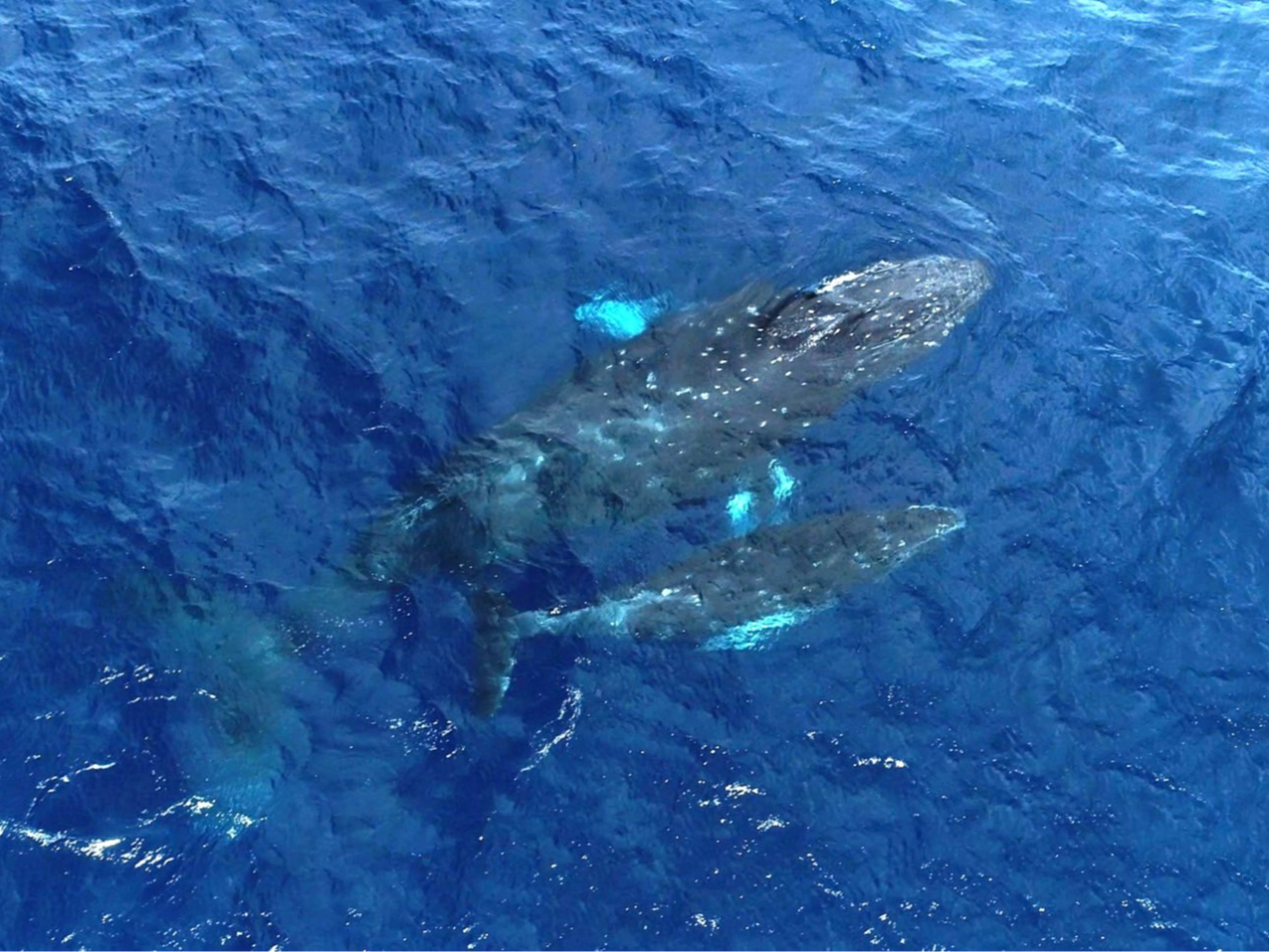 八丈島】漁船に乗って！ホエールウォッチングツアー/オーシャンブル