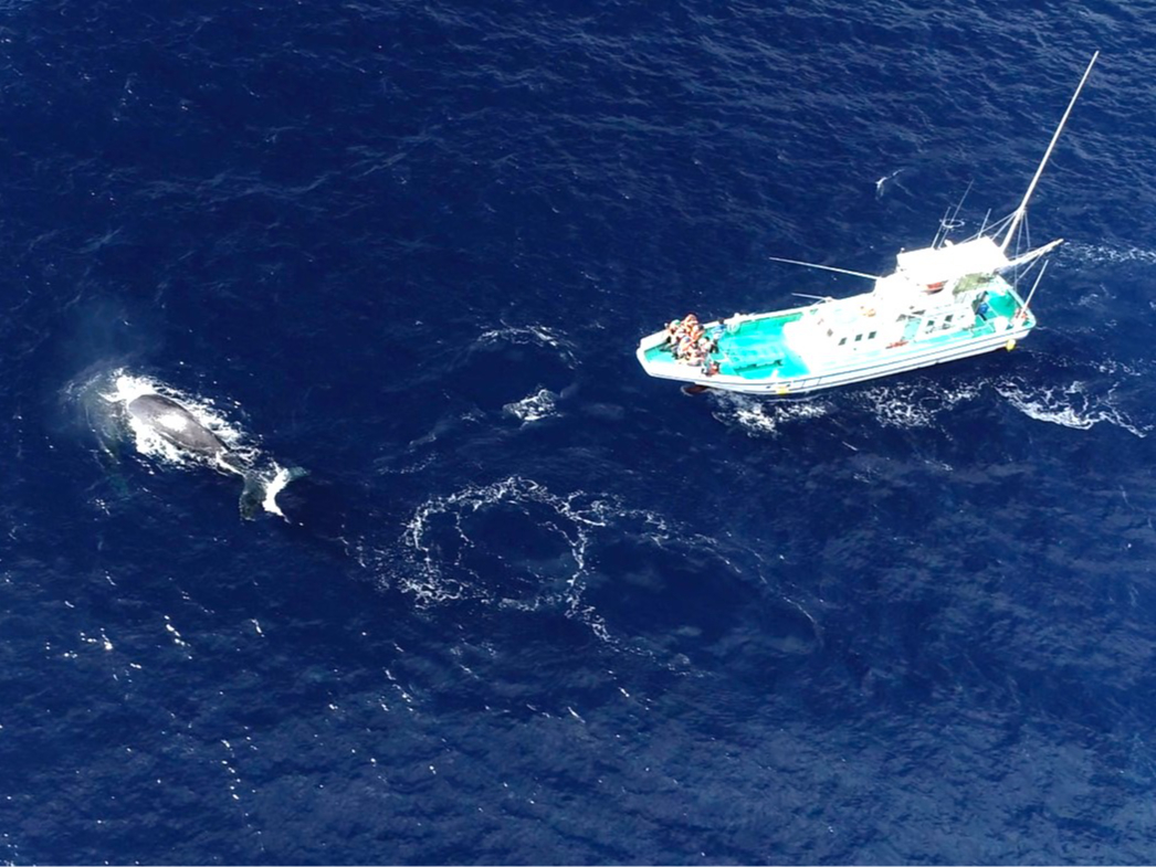 ���ߋ����ŃN�W���̊ώ@�͑D�����炱���I�I