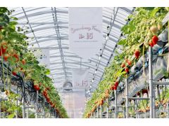 Strawberry Farm No 15 The Farm Universal いちご園 予約 アクセス 割引クーポン じゃらんnet Strawberry Farm No 15 The Farm Universal いちご園 予約 アクセス 割引クーポン じゃらんnet