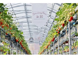 きれいなハウス内でいちごの摘み取り体験をお楽しみください(^^)