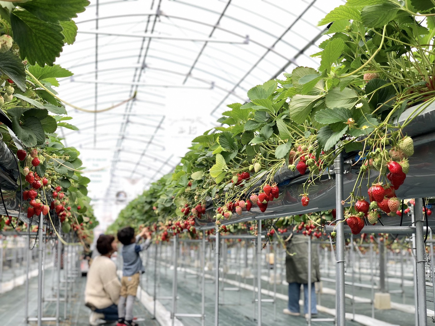 ȂqlEݎ̌ł鍂ݍ͔|ł