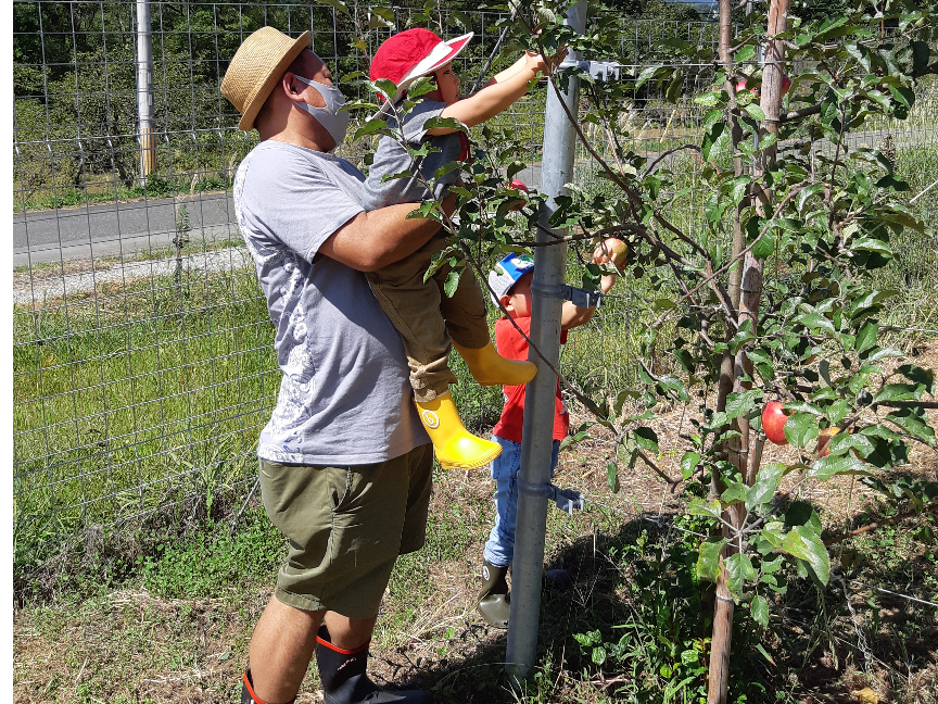 りんご狩り 園内３０分食べ放題 お土産1個つき 大人のみ ファミリー カップル 女性におすすめ 八ヶ岳フルーツ農園 じゃらん遊び体験