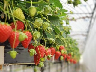 じゃらん限定プレミアムジャム付きプラン 4種類以上のいちごが時間無制限で食べ放題 おしゃれな園内で楽しんでください ゆきもと農園 いちご ぶどうの観光農園 じゃらん遊び体験