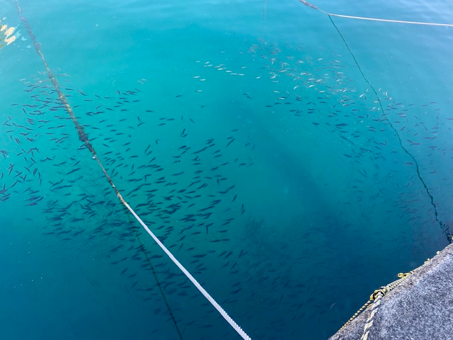 海がきれいなのでこんな小魚の群れが見れるかも!