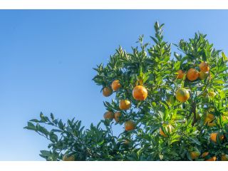 東洋町の冬の味覚「ぽんかん」