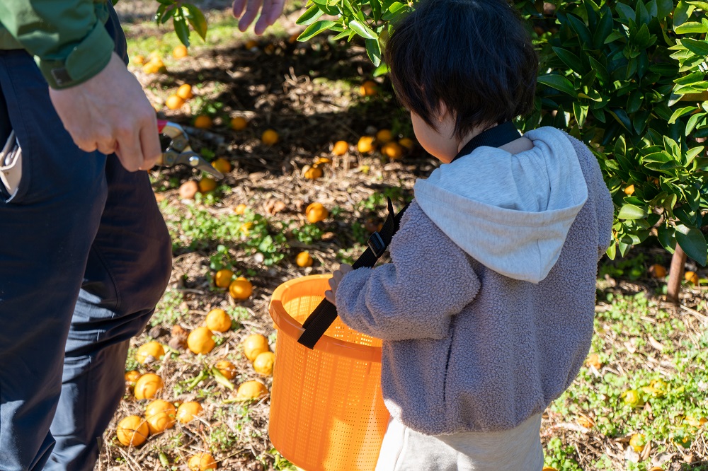 ���n���͂ۂ񂩂�H�ו����