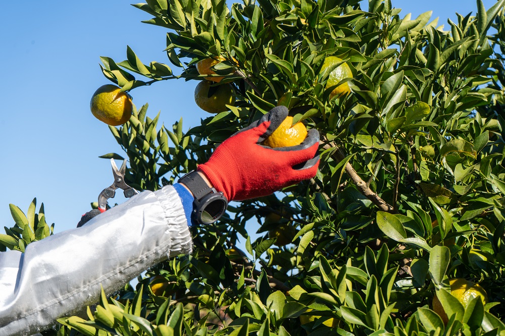 ���q�l�ł��肪�͂��͔|���@