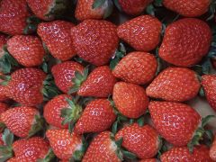 相馬のいちご狩りランキングtop1 じゃらんnet 相馬のいちご狩りランキングtop1 じゃらんnet