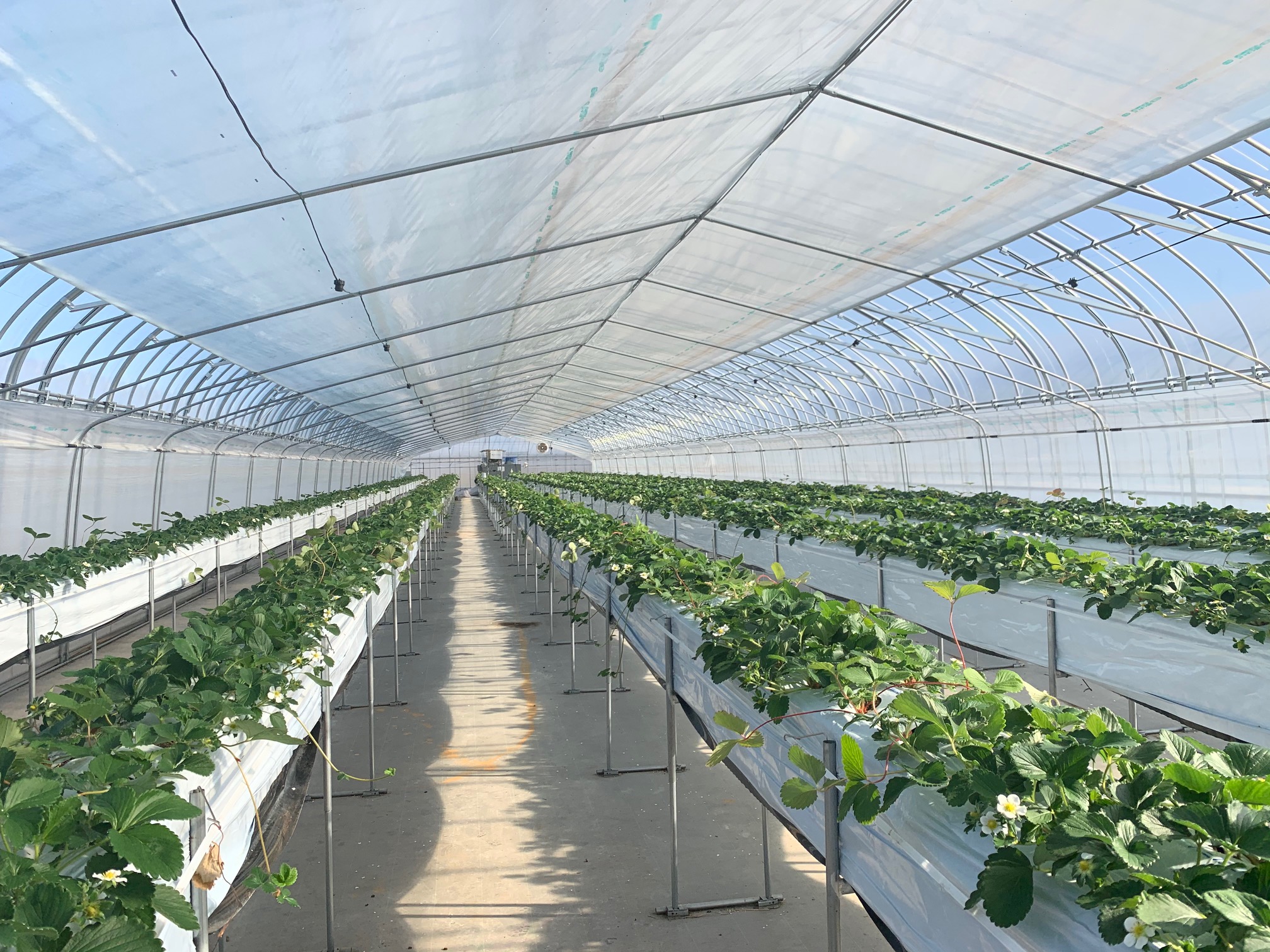 ʘHLƂĂ܂̂ł̂т肨y݂܂