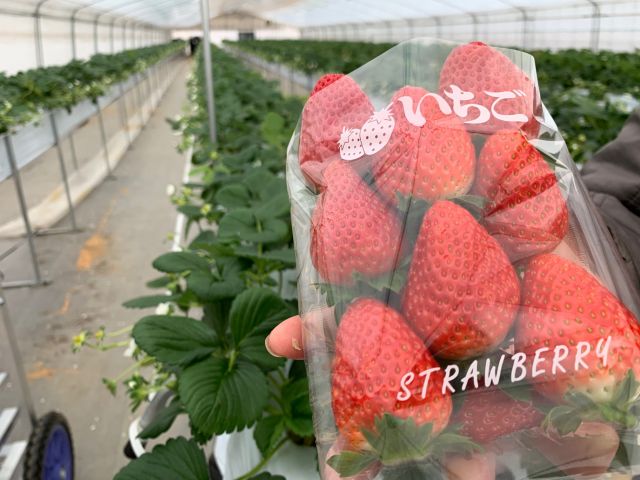 道の駅で美味しいいちごの販売もしております♪