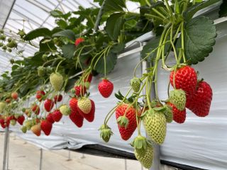 美味しいイチゴ♪たくさん食べてくださいね^^