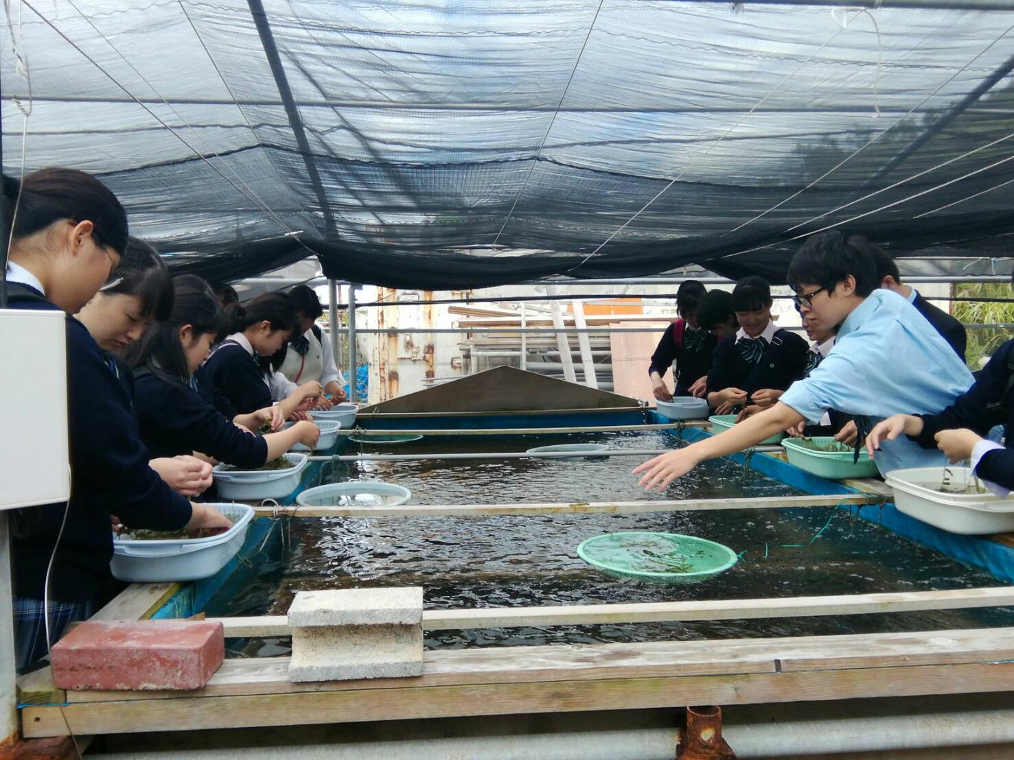 販売用の海ぶどうをお土産用としてお渡しします!