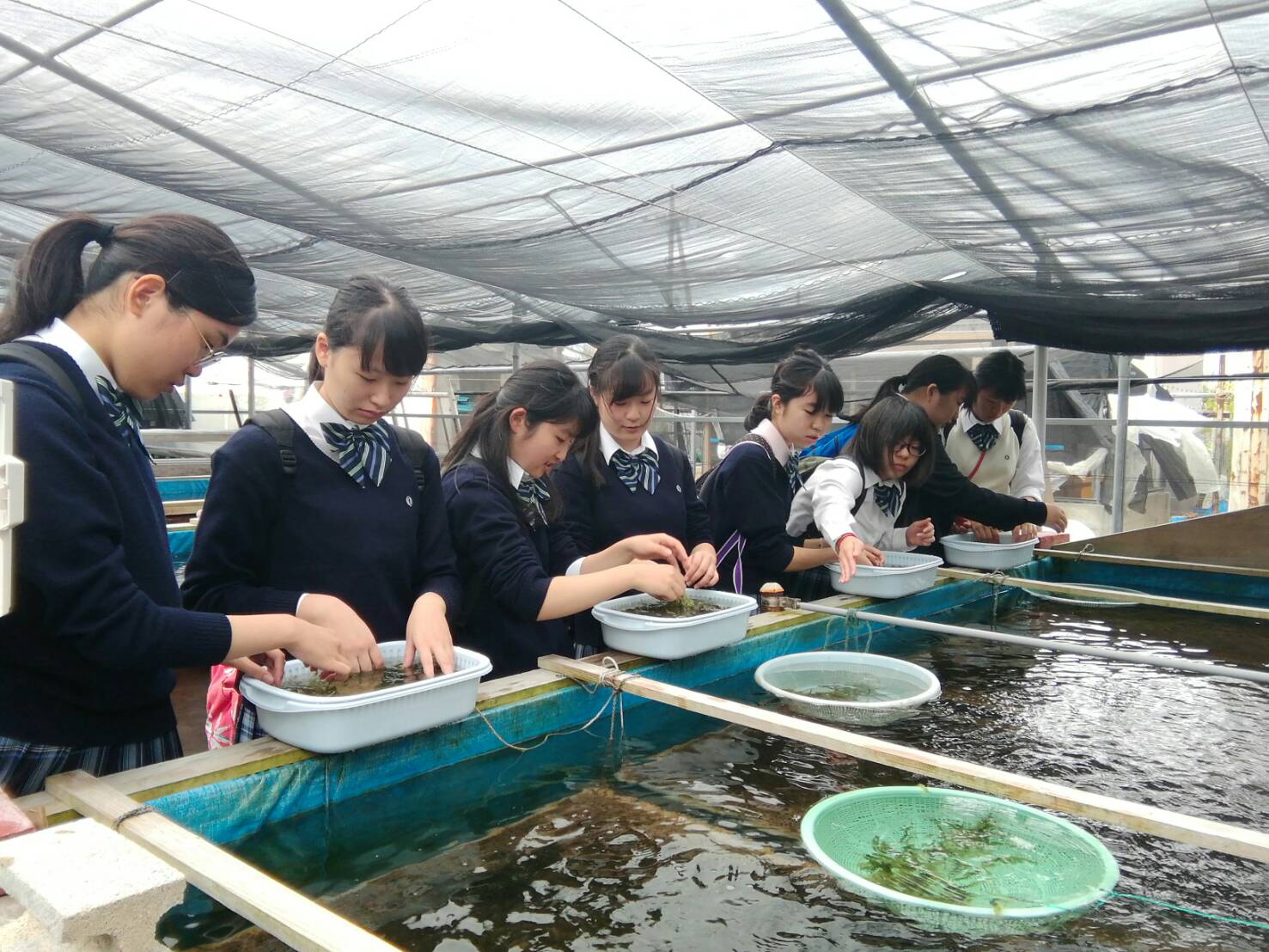 ここでしか味わうことができない海ぶどうを試食として食べ放題!!!