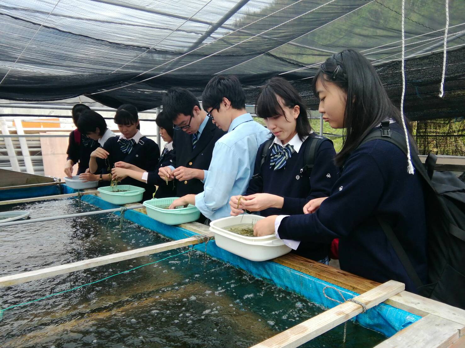 1年中海ぶどう体験を楽しむことができます♪