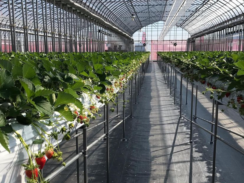 LA܂łɂȂĴnEXŁAΊɂӂꂽԂ߂