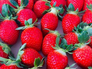 2020年2月開園の新しい農園です!美味しく楽しい時間をお過ごしください♪