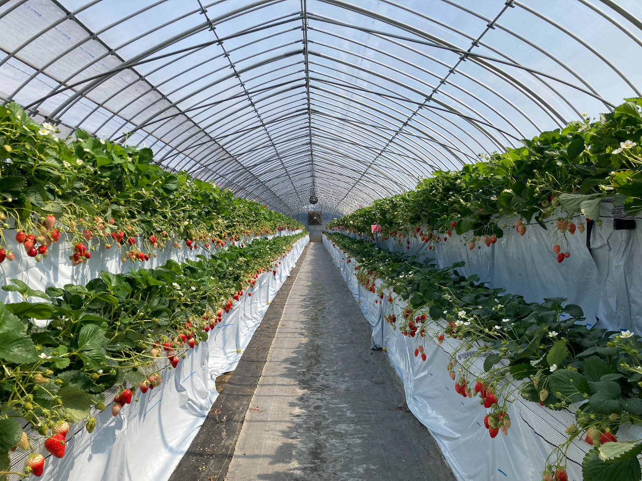 【千葉県・山武市】【4/6~4/30】多品種いちごの食べ比べ♪高設栽培&幅広通路...