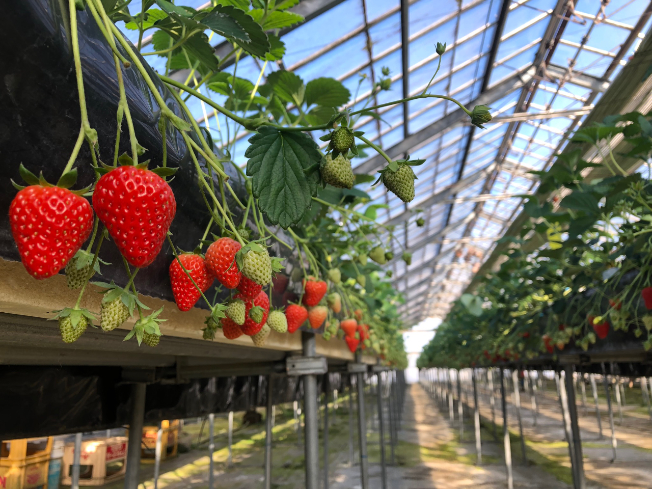 【市原市・いちご狩り】館山自動車道 市原ICより車で直進5分♪30分間いちご食べ...