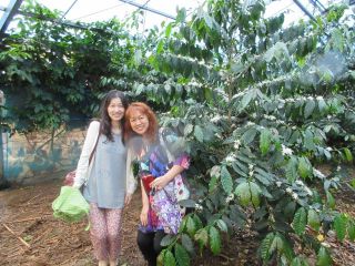 今帰仁 コーヒー収穫 焙煎体験 体験農園花野果 じゃらん遊び体験