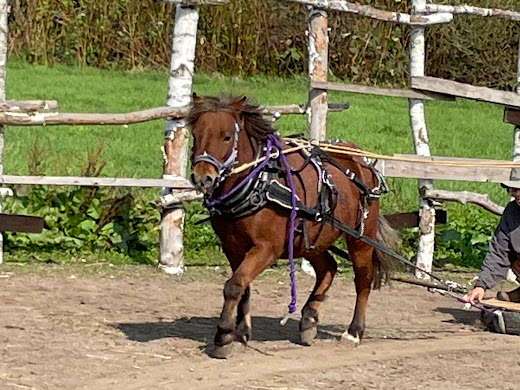 馬そりの練習しています。