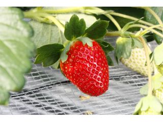 じゃらん限定 土日いちご狩り60分間 コロナ対策 消毒 検温 指定席制度を採用 土日午後を完全予約制に 完熟苺 を 食べ比べ 感動の味わいをお届けします 相葉苺園 じゃらん遊び体験 じゃらん限定 土日いちご狩り60分間 コロナ対策 消毒 検温 指定席制度を採用 土日午後を完全予約制に 完熟苺 を 食べ比べ 感動の味わいをお届けします 相葉苺園 じゃらん遊び体験