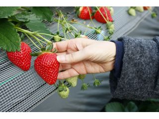 じゃらん限定 ペット連れお客様専用プラン いちご狩り60分間 ペットも一緒に入園ok コロナ対策 消毒 検温 指定席制を採用 通常完熟苺 を 食べ比べ 感動の味わいをお届けします 相葉苺園 じゃらん遊び体験 じゃらん限定 ペット連れお客様専用プラン いちご狩り60分間 ペットも一緒に入園ok コロナ対策 消毒 検温 指定席制を採用 通常完熟苺 を 食べ比べ 感動の味わいをお届けします 相葉苺園 じゃらん遊び体験
