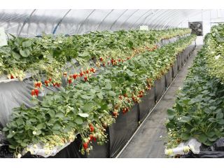 じゃらん限定 ペット連れお客様専用プラン いちご狩り60分間 ペットも一緒に入園ok コロナ対策 消毒 検温 指定席制を採用 通常完熟苺 を 食べ比べ 感動の味わいをお届けします 相葉苺園 じゃらん遊び体験 じゃらん限定 ペット連れお客様専用プラン いちご狩り60分間 ペットも一緒に入園ok コロナ対策 消毒 検温 指定席制を採用 通常完熟苺 を 食べ比べ 感動の味わいをお届けします 相葉苺園 じゃらん遊び体験