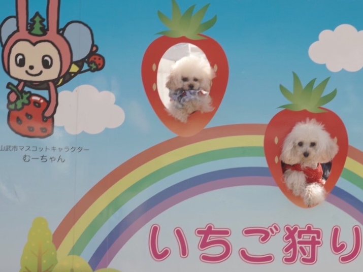 千葉県最大級!<3/23~5月中旬>【ペット連れお客様専用プラン♪いちご狩り60...