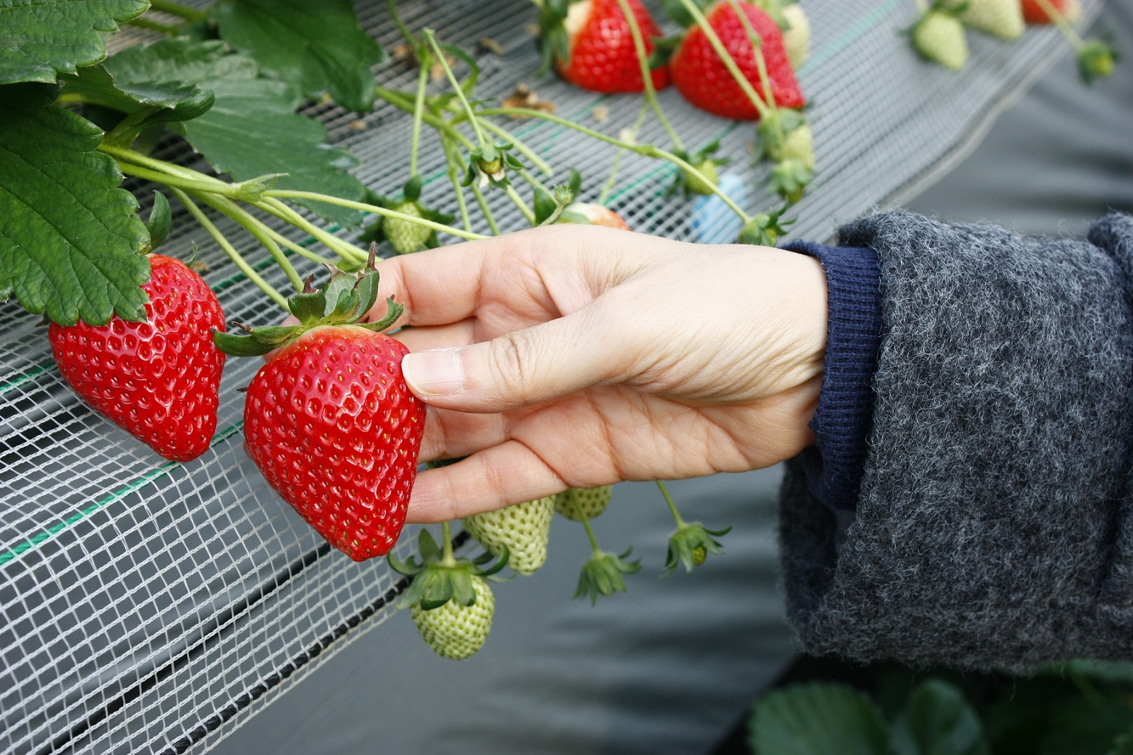 千葉県最大級!<4/6~5月中旬>【いちご狩り50分間】真紅の美鈴(黒いちご)や...
