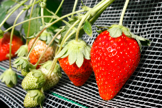 ●全レーン高設栽培!いちご狩り40分間!|●千葉・山武成東ICから2分♪全10品...