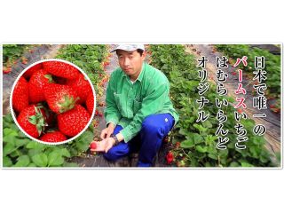 21年度 4月1日 5月の初旬 土曜日限定開催 大村icから車で5分の農園で40分間のいちご狩り むらいらんど じゃらん遊び体験 21年度 4月1日 5月の初旬 土曜日限定開催 大村icから車で5分の農園で40分間のいちご狩り むらいらんど じゃらん遊び体験