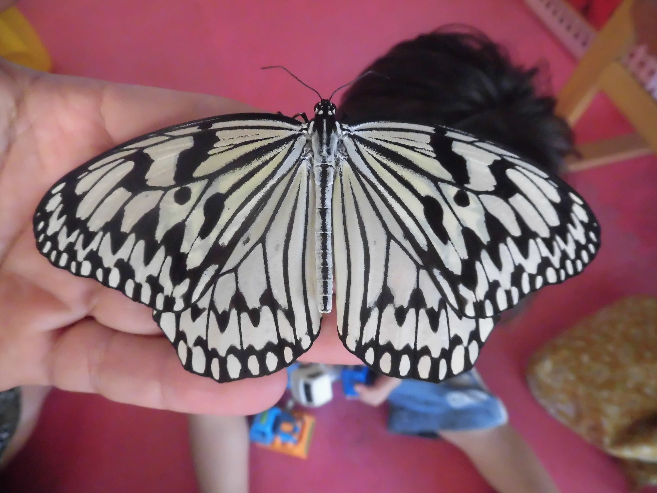 {傫ȒXAIIS}_@łp͏̂悤ł