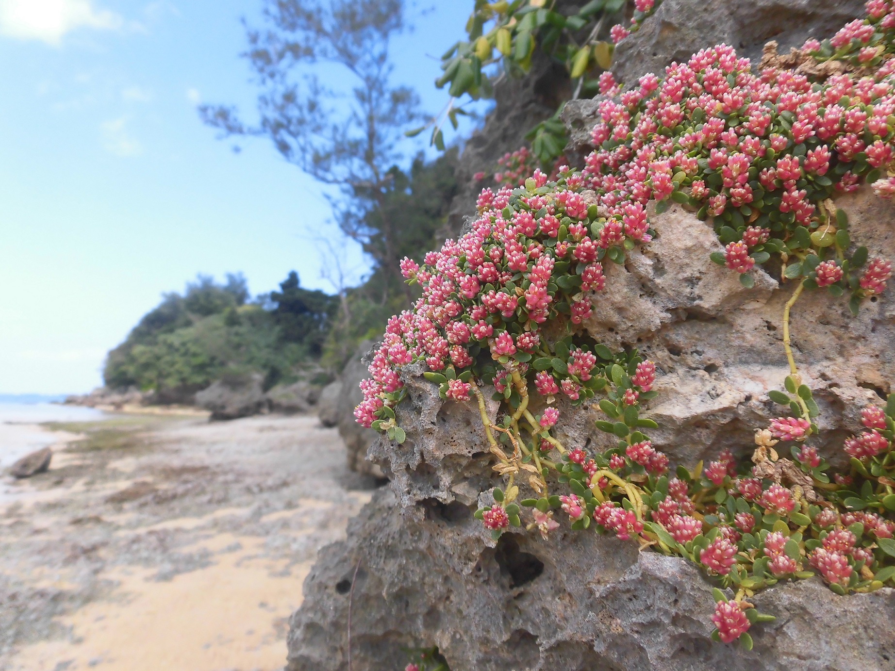 OCň͂܂ꂽẂAʔA⏬A쒹̕