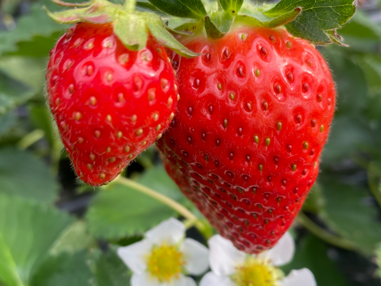 【船橋・いちご狩り】◆甘~いいちご食べ比べ♪40分食べ放題◆ 船橋駅よりバスで約...