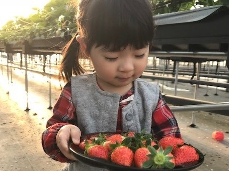 船橋市 いちご狩り コロナ対策実施中 じゃらんからの予約で40分食べ放題 アンデルセン公園まで車で約10分 無農薬栽培なので安心 ファミリーにおすすめ 丘の上の いちご園 じゃらん遊び体験