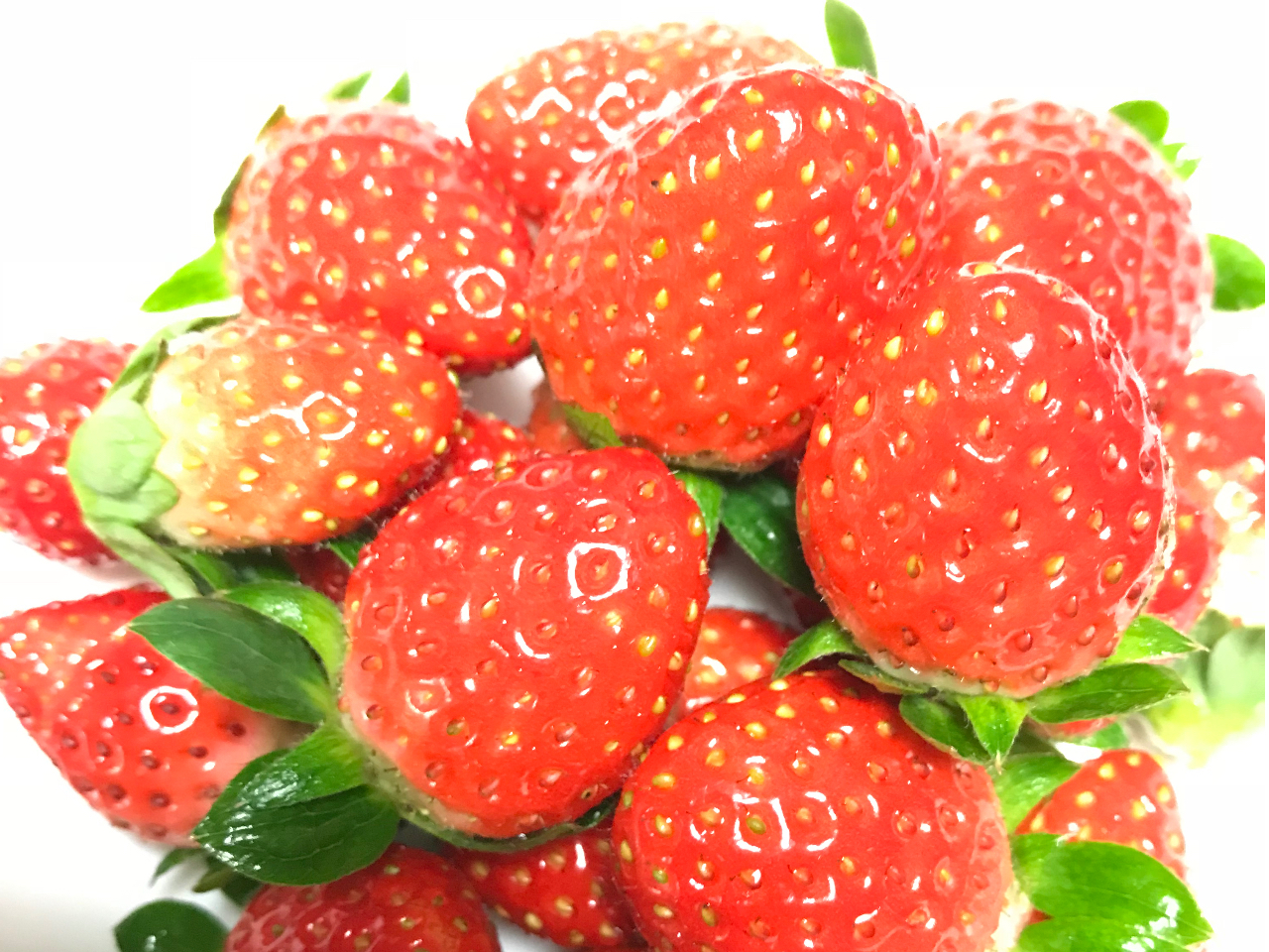 船橋市 いちご狩り コロナ対策実施中 じゃらんからの予約で40分食べ放題 アンデルセン公園まで車で約10分 無農薬栽培なので安心 ファミリーにおすすめ 丘の上の いちご園 じゃらん遊び体験