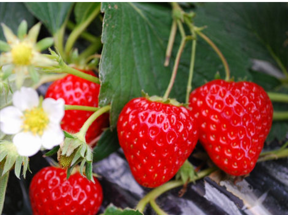 船橋市 いちご狩り コロナ対策実施中 じゃらんからの予約で40分食べ放題 アンデルセン公園まで車で約10分 無農薬栽培なので安心 ファミリーにおすすめ 丘の上の いちご園 じゃらん遊び体験