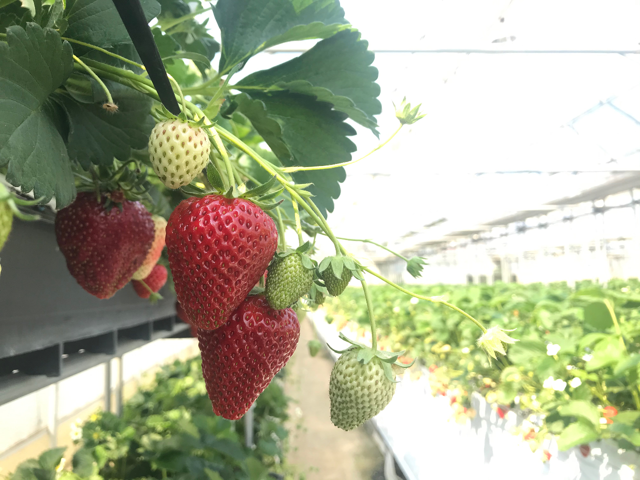 船橋市 いちご狩り コロナ対策実施中 じゃらんからの予約で40分食べ放題 アンデルセン公園まで車で約10分 無農薬栽培なので安心 ファミリーにおすすめ 丘の上の いちご園 じゃらん遊び体験